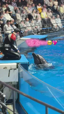 フォロバのTikTok投稿