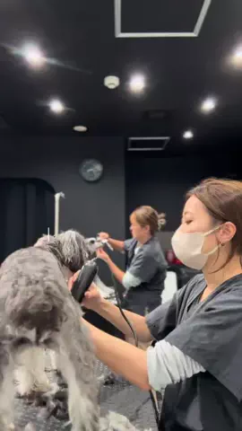 𝑺𝑨𝑲𝑰 ✂︎のTikTok投稿
