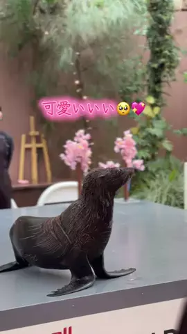 フォロバのTikTok投稿