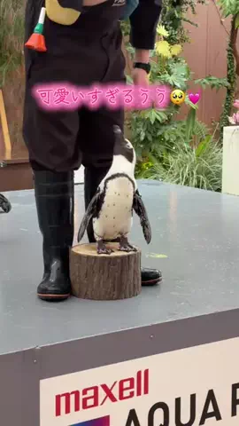 フォロバのTikTok投稿