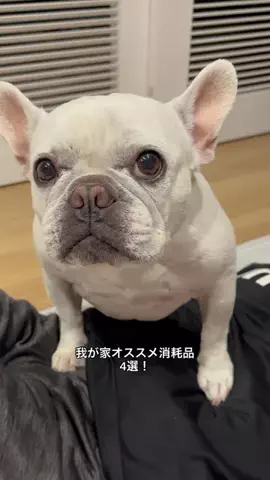 はなちゃん 🐖のTikTok投稿
