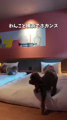 マルプーのんのん｜犬連れお出かけガイドのTikTok投稿