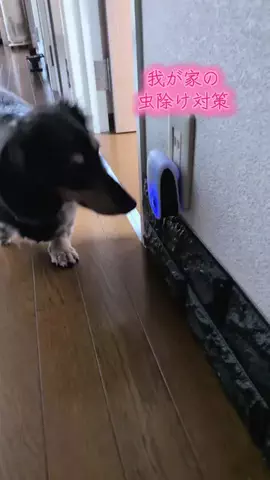 ワンだふるらいふ🐾飼い主妻のTikTok投稿