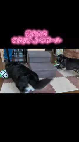 ワンだふるらいふ🐾飼い主妻のTikTok投稿
