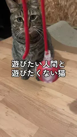 6にゃんずママのTikTok投稿