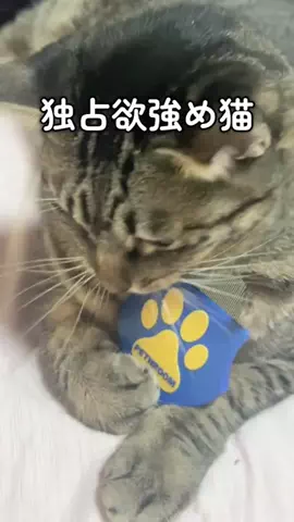 6にゃんずママのTikTok投稿