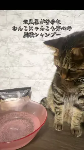 6にゃんずママのTikTok投稿