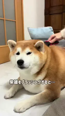 shibaochataのTikTok PR投稿：おすすめの掃除機だよ🐶 　 uwantさんの自動ゴミ収集コー…