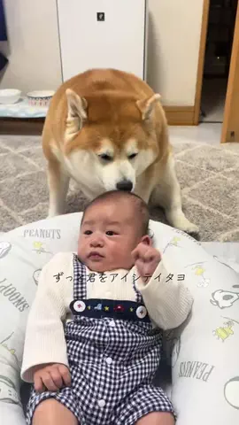 shibaochataのTikTok PR投稿：3兄弟の思い出🤍どんどん大きくなる弟👦🏻 いつまでも…