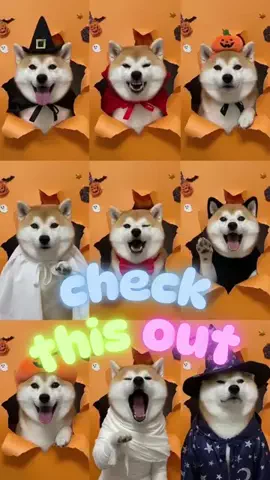 shibaochataのTikTok PR投稿：『AIバズメーカー』の新作の✨AIハロウィン風証明写真🎃…