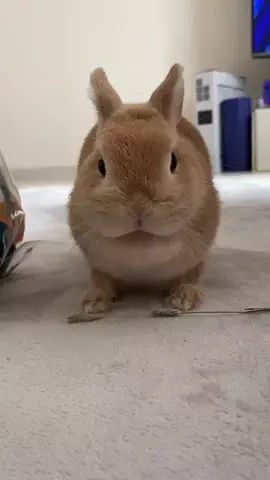 うさぎのいくらちゃん𖤐のTikTok投稿