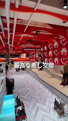 poi_pipiのTikTok投稿