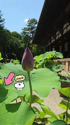 あおちゃ－ん🍇aochanのTikTok投稿