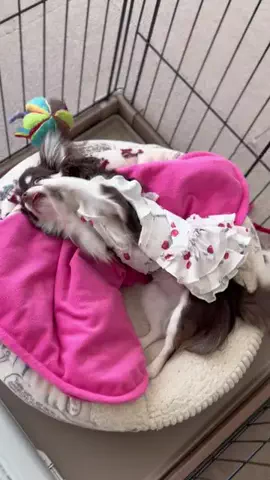 お得大好き なみーのTikTok投稿