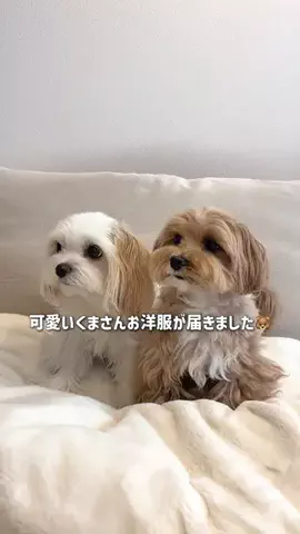 うみたん♡バニたんのTikTok投稿