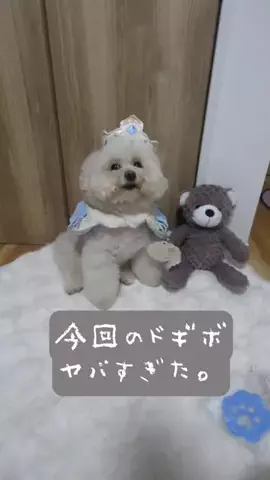 ぷぷのTikTok投稿