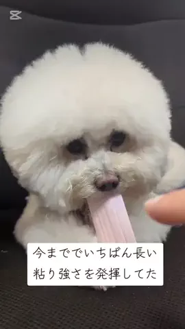 ぷぷのTikTok投稿