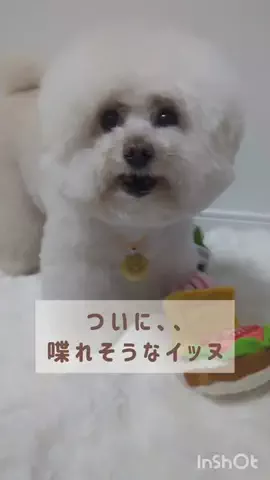 ぷぷのTikTok投稿
