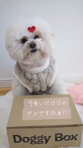 ぷぷのTikTok投稿