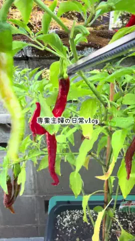 ABちゃん🦐のTikTok投稿