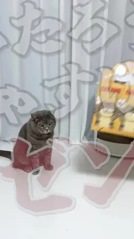 ねこある｜猫との暮らしあるあるのTikTok投稿