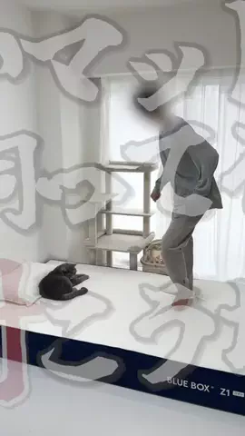 ねこある｜猫との暮らしあるあるのTikTok投稿