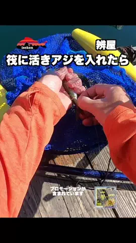 伊勢志摩つりとも研究所のTikTok投稿