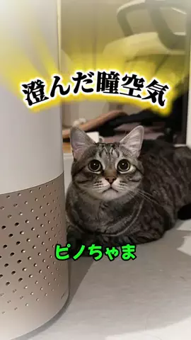 【ピノパル兄弟ニャン喜劇】のTikTok投稿