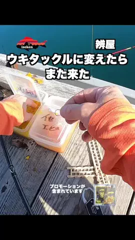 伊勢志摩つりとも研究所のTikTok投稿