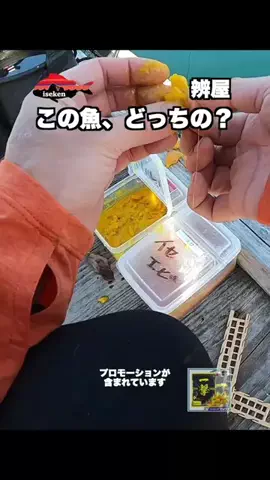 伊勢志摩つりとも研究所のTikTok投稿