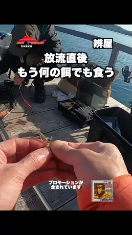 伊勢志摩つりとも研究所のTikTok投稿