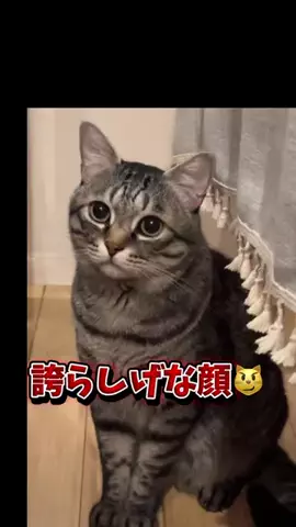 【ピノパル兄弟ニャン喜劇】のTikTok投稿