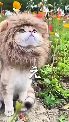 ヤギのあれこれのTikTok投稿