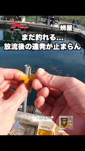 伊勢志摩つりとも研究所のTikTok投稿