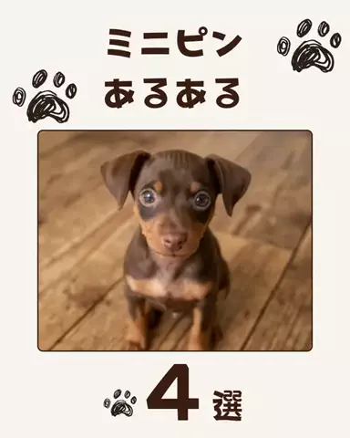 犬あるある劇場のTikTok投稿