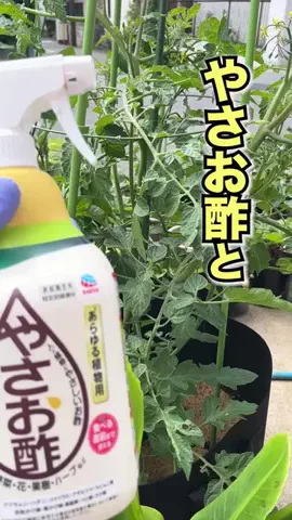 Daisuke MiyazakiのTikTok投稿