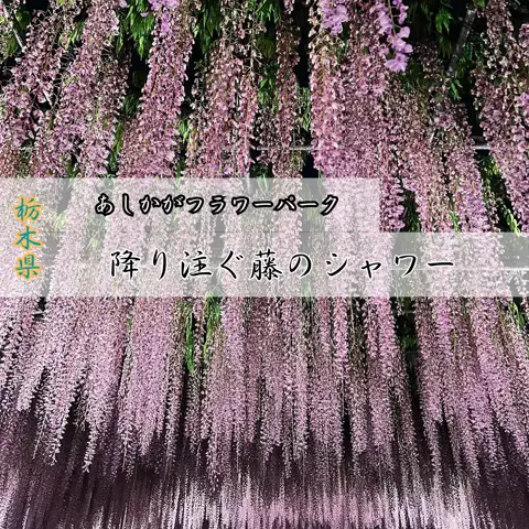 キンベル|格安旅行案内人のTikTok投稿