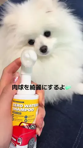 ポメラニアンのしずくのTikTok投稿