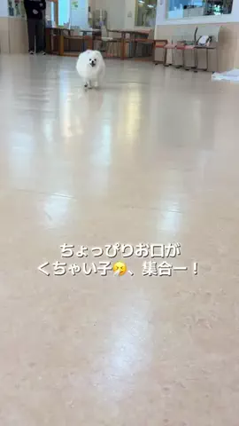 ポメラニアンのしずくのTikTok投稿