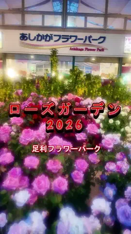 おでかけポコのTikTok PR投稿：春のバラまつり2026開催中【あしかがフラワーパーク】TikT…