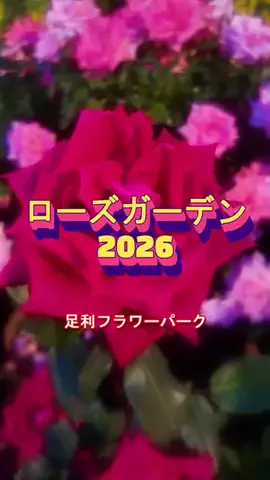 おでかけポコのTikTok投稿