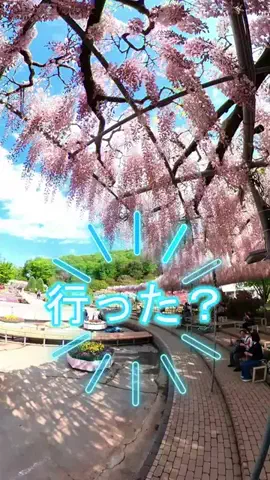 おでかけポコのTikTok投稿