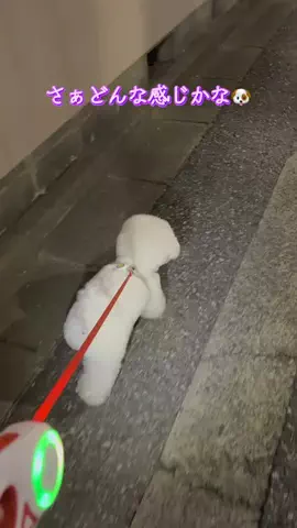 めいのTikTok投稿