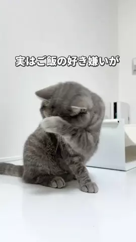 ねこある｜猫との暮らしあるあるのTikTok投稿