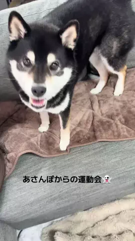 黒柴🐕コテツのTikTok投稿