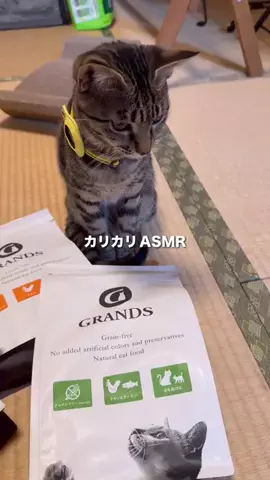 猫は万病に効くのTikTok PR投稿：カリカリ鳴らす音さえも愛おしいので、asmrにしてみた。#…
