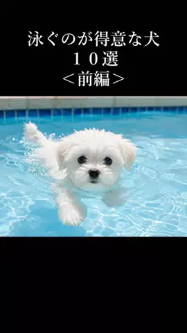 犬の教科書📕のTikTok投稿