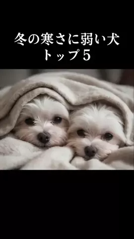 犬の教科書📕のTikTok投稿