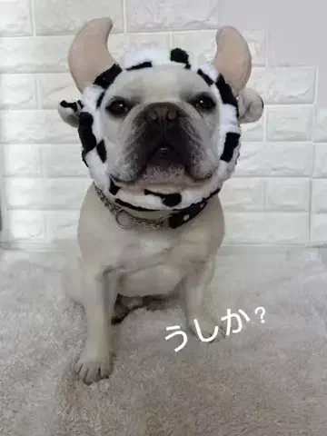 🐶とこぶし｜犬と旅するカフェ巡りのTikTok投稿