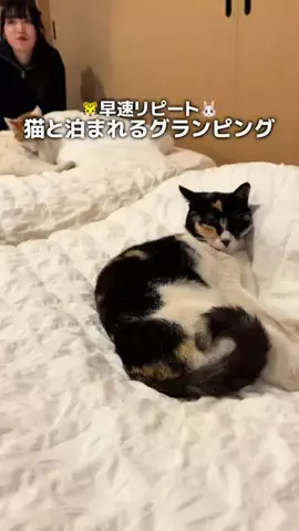 🐯とらびっと🐰のTikTok投稿